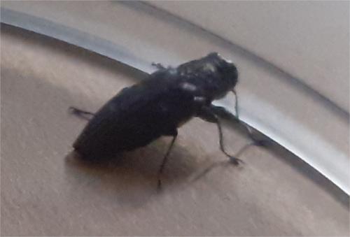 Réf. 304 686 : Chrysobothris sp.